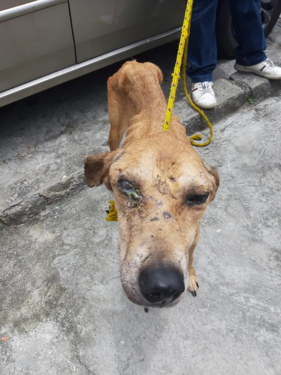 Cão magro resgatado da rua com coleira improvisada