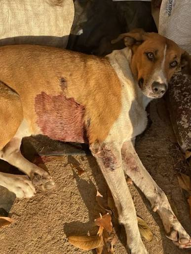 Cão resgatado com ferimento na pele deitado ao sol