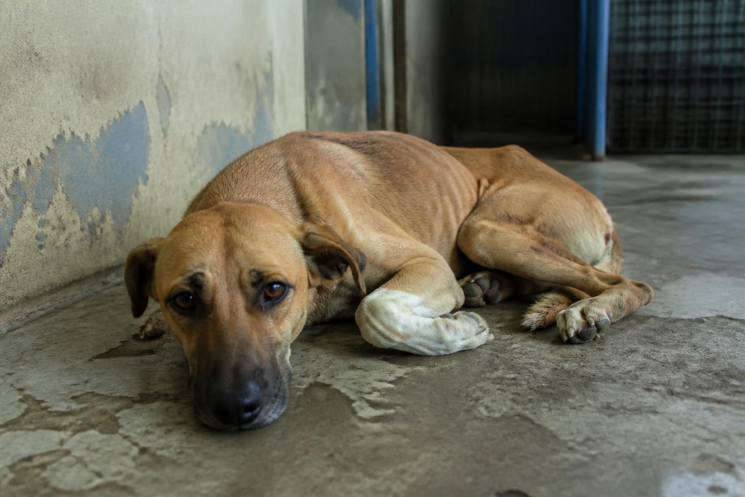 Cão resgatado deitado no chão do abrigo